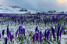 Sneg je pobelil preprogo žafranov na Mali planini Foto: Darja Pogačar